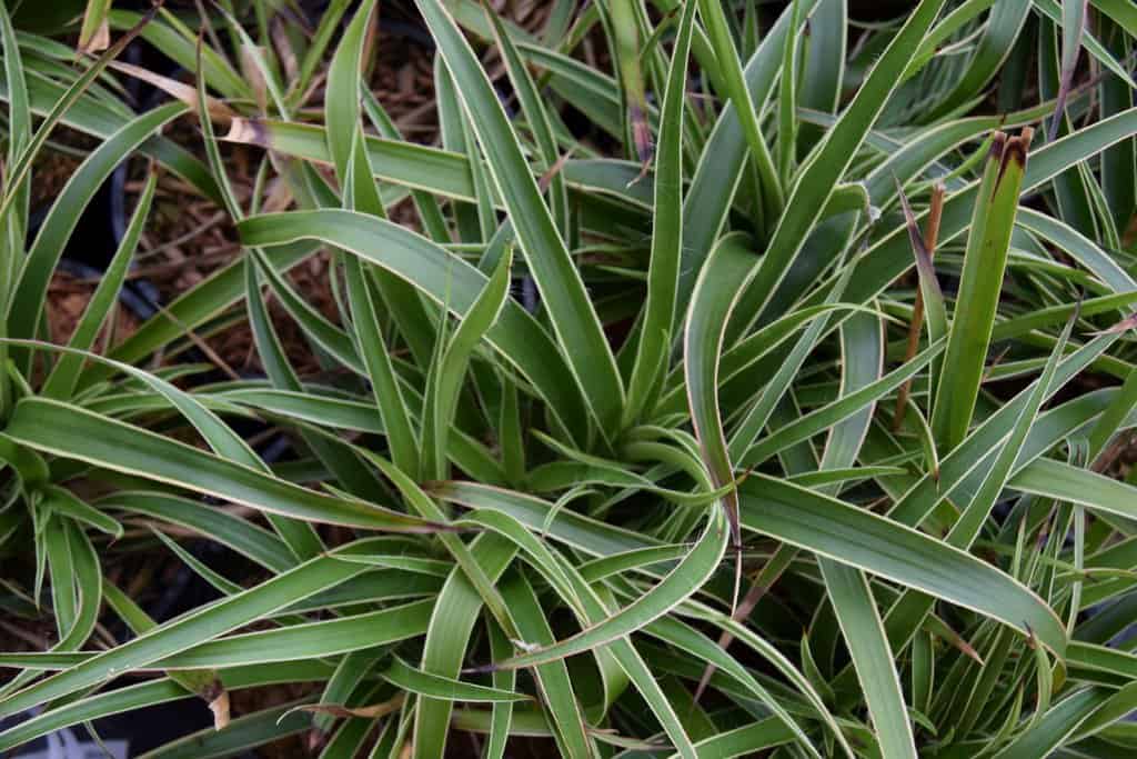 Luzula sylvatica 'Aureomarginata' ---